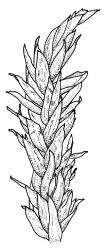 Warnstorfia sarmentosa, shoot, dry. Drawn from A.J. Fife 8100, CHR 436833.
 Image: R.C. Wagstaff © Landcare Research 2014 